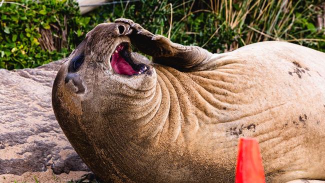 Neil the Seal at Clifton Beach Picture: Linda Higginson