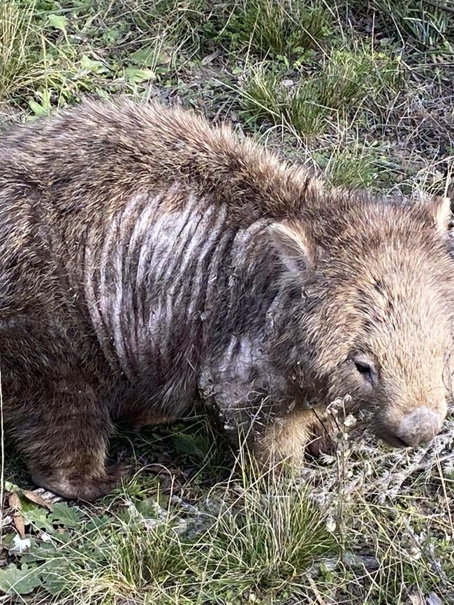 Rosie from the Monaro region on day one of treatment from Wombat Rescue.