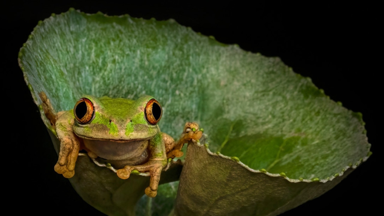 In ‘Natal Tree Frog Hiding in a Ligularia Leaf,’ Zimbabwean Shirley Gillitt wondered across the shy creature one morning in KwaZulu-Natal, South Africa. Picture: Shirley Gillitt Africa Geographic Photographer of the Year 2021