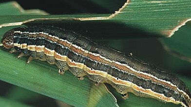 Army worms are invading backyards across southeast Queensland. Picture: File.