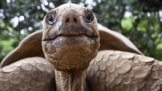 A giant Galapagos tortoise.