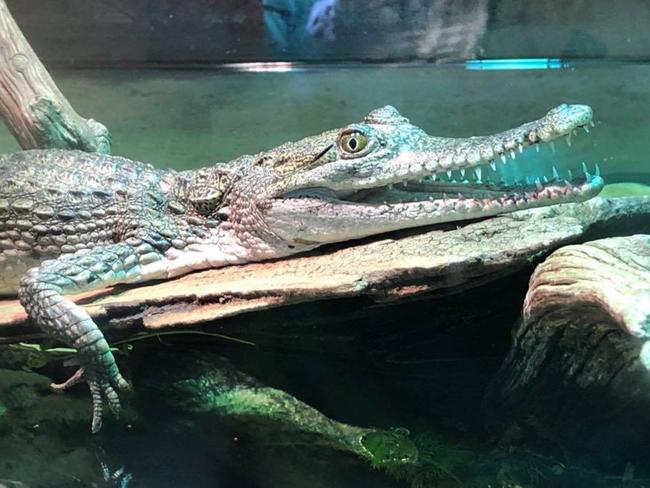 A crocodile named “Jaws Junior” was among reptiles stolen from Canberra Reptile Zoo on Friday.