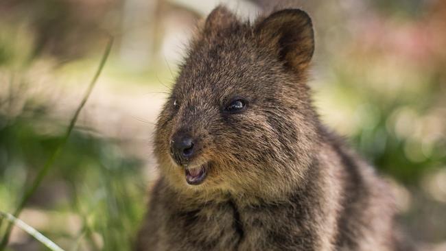 WA’s Quokka numbers cut drastically by Northcliffe bushfire | Daily ...