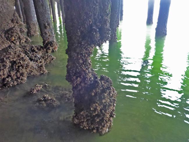 Port Augusta Wharf pile affected by marine growth. Picture: Supplied 