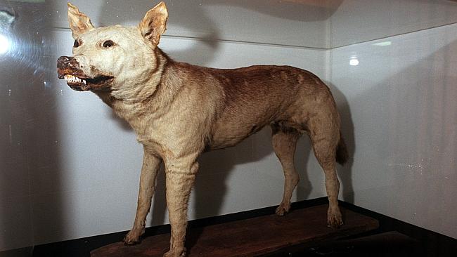  The 'Tantanoola Tiger' - a stuffed Assyrian Wolf on display at the Tantanoola Hotel.