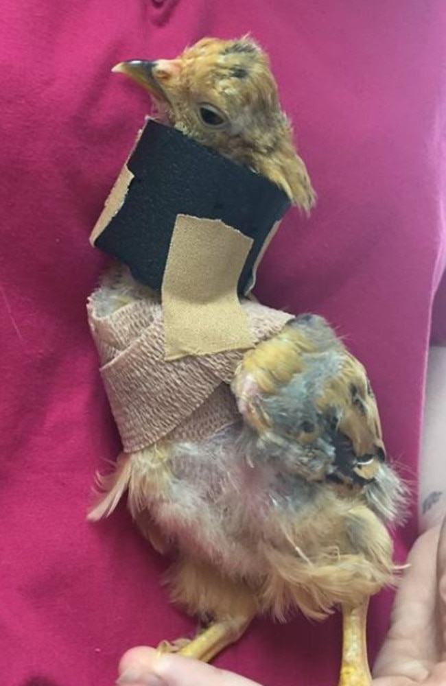 brisbane-bird-and-exotic-veterinary-service-vets-save-life-of-chicken