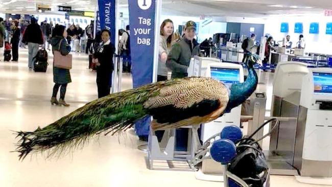 This peacock was denied permission to travel as an emotional support pet at Newark, New Jersey, earlier this year.