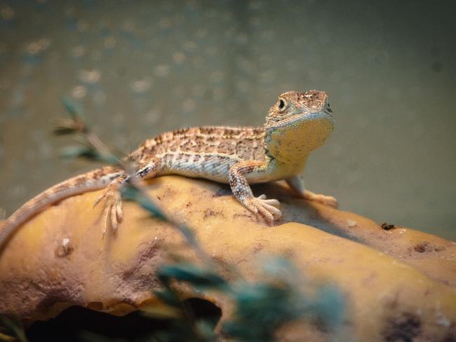 The Victorian grassland earless dragon. Picture: Melbourne Zoo