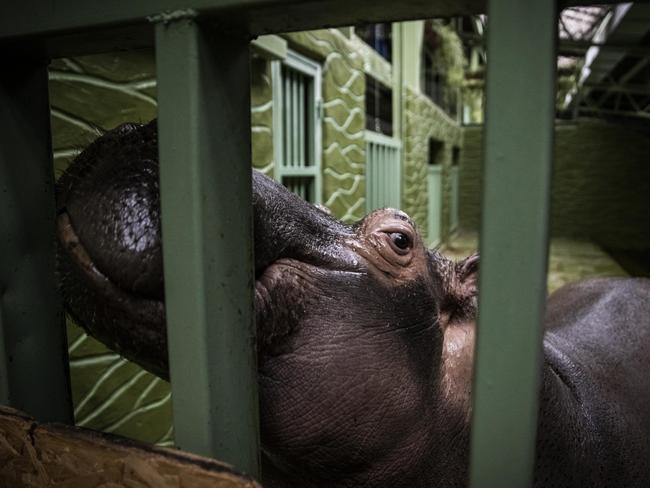 The animals have been left in dire conditions. Picture: Getty Images