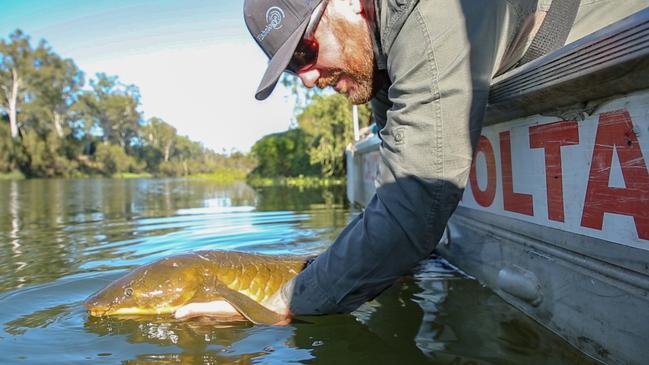 A rare lungfish is released back into the Brisbane River after having its details recorded for a long-term study.