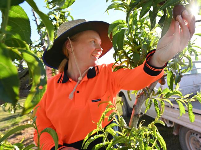 24709/2020: Stonefruit grower Angus Ferrier, with backpacker workers Eleanor Smith 24 from the UK and her partner Kilian Hoeckman 26 from Belgium, thinning Nectarine trees so the fruit will triple in size on his property west of Stanthorpe, southern QLD.  Angus has described the impact the picking shortage could have on the industry. It's tough for the region because last year they were crippled by drought, whereas this year it's the looming shortage that's the problem.  Pic Lyndon Mechielsen