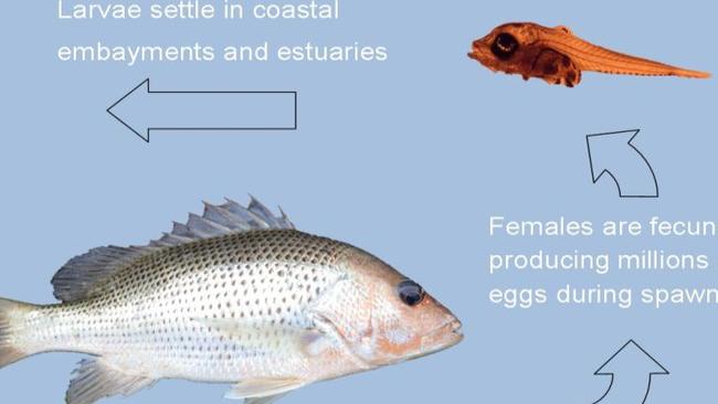 A chart depicting the life cycle of golden snapper.