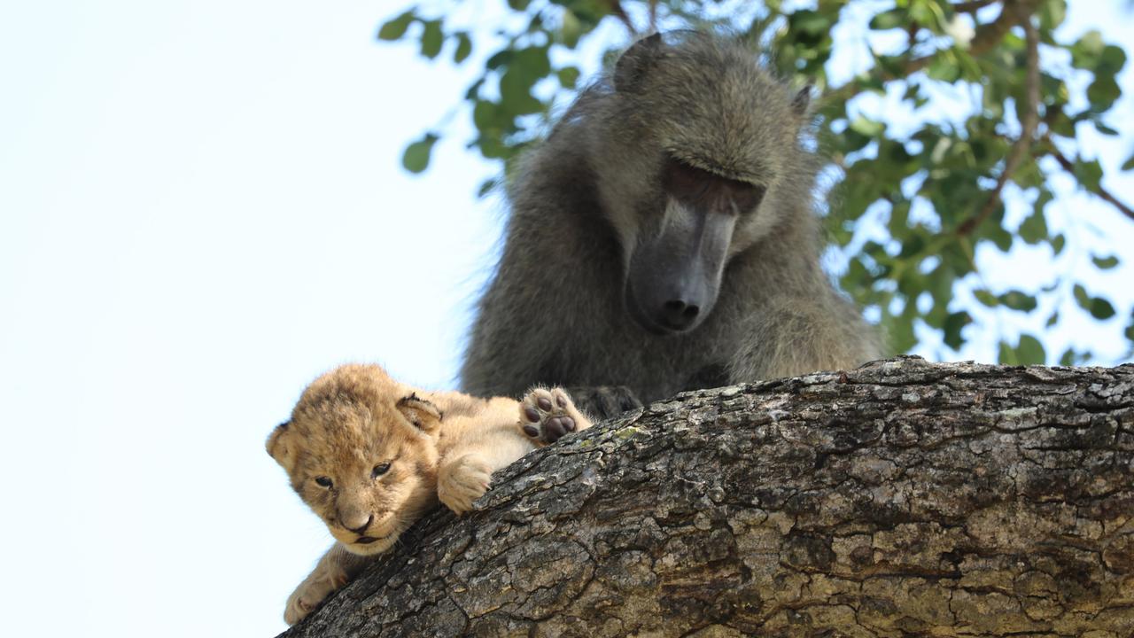 The baboon cared for the cub like one of its own young. Picture: www.kurtsafari.com/ Magnus News.