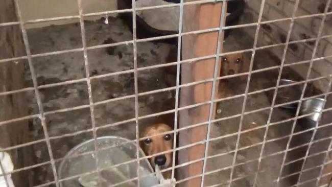 Frightened dogs peer out from filthy cages in the horrific video footage.