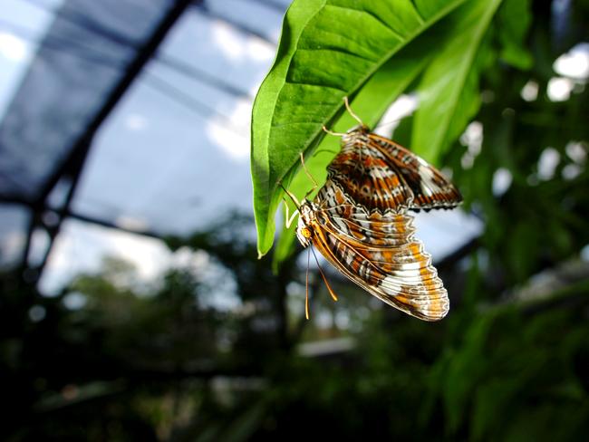 Butterflies mating in their enclosure at the Batchelor Butterfly Farm tropical retreat. Picture: Stuart Walmsley.