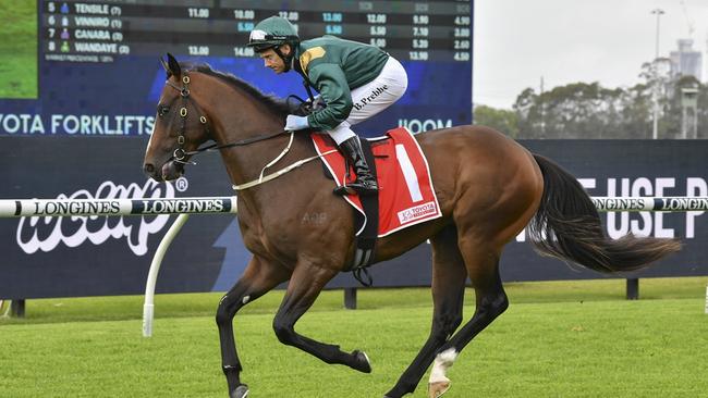 Everybody Rise can break through for his first win at Canterbury. Picture: Bradley Photos