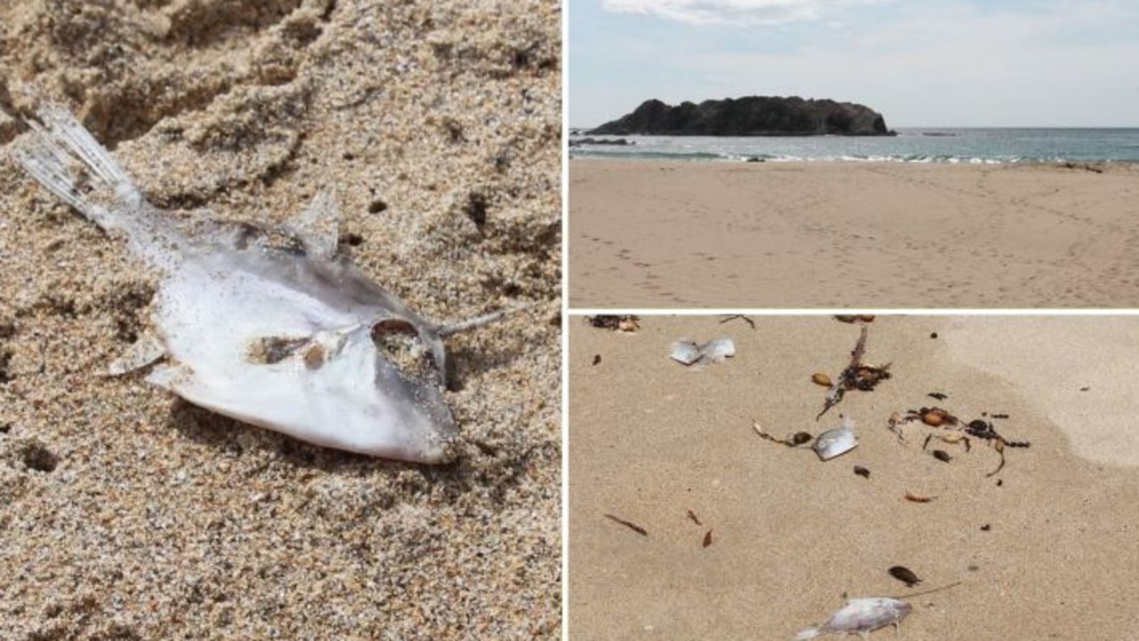 ‘Eerie’ mystery as dead fish blanket beaches