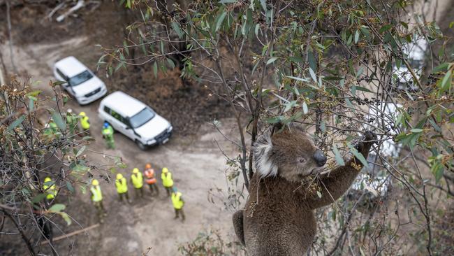 A Koala’s Eye View by Doug Gimesy, Brighton, Australia - Gelantipy, Australia. A koala (Phascolarctos cinereus) in a Eucalyptus tree that survived the recent bushfires as Gelantipy (Victoria, Australia) sits in the top of a tree, just before having a visual inspection for its health. If it is determined that a closer examination is required to determine its health, it will be brought down via the cherry picker from which this image was taken. In the distance below are some staff from the Department of Environment, Land, Water and Planning (DEWLP) as well as members of the Australian Defence Force, who have been helping with the capture as well as transport of koalas back to the animal triage centre in Bairnsdale - which was set up following the bush fires. Gelantipy, Victoria, Australia. January 2020. Picture: Doug Gimesy/BigPicture Competition