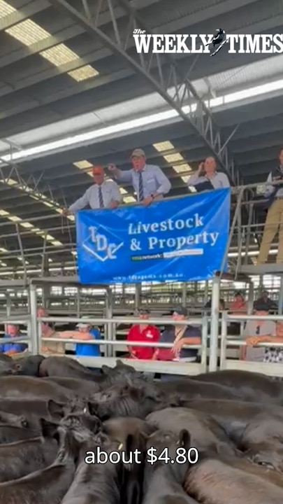 Will Nolan at the Naracoorte weaner sale