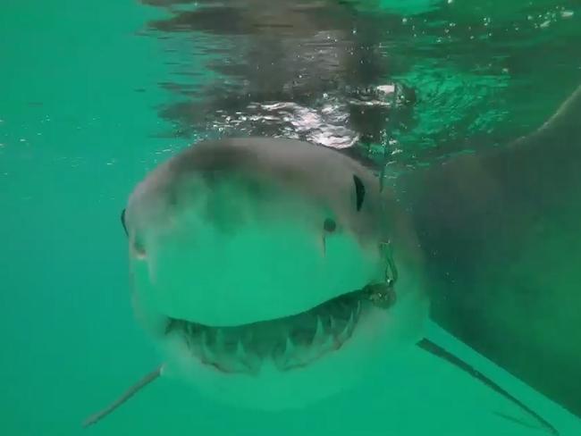 A great white shark is tagged and released after being hooked on a smart drumline   near Coffs Harbour.