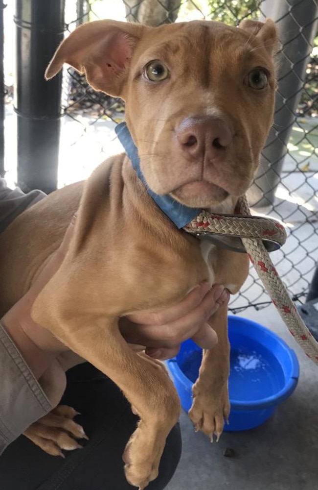 Cashew was allegedly stolen from RSPCA Dakabin on Saturday. Picture: RSPCA Queensland