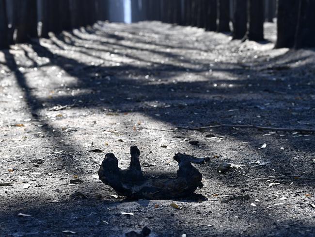 A dead Koala is seen after bushfires swept through on Kangaroo Island, southwest of Adelaide, Tuesday, January 7, 2020. A convoy of Army vehicles, transporting up to 100 Army Reservists and self-sustainment supplies, have arrived on Kangaroo Island as part of Operation Bushfire Assist at the request of the South Australian Government. (AAP Image/David Mariuz) NO ARCHIVING