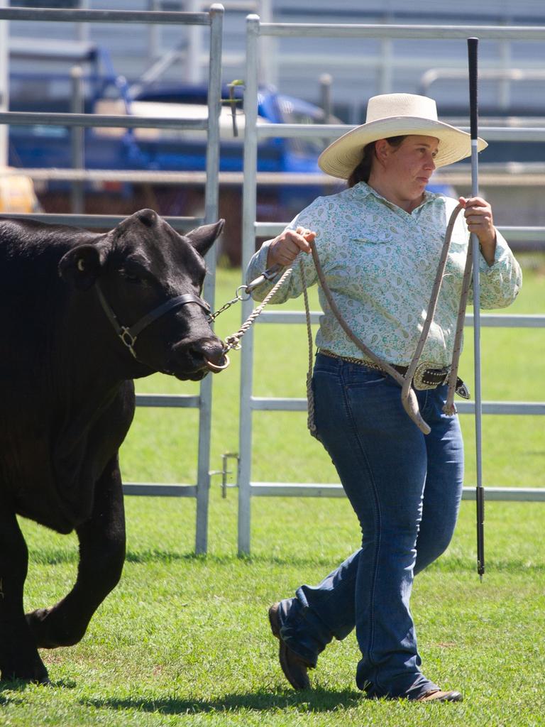 Several breeds of cattle were exhibited at the 2023 Murgon Show.