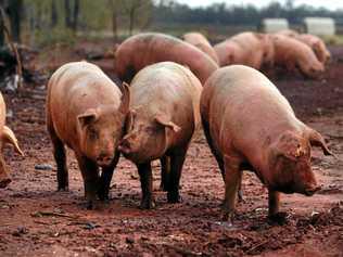 A South Burnett piggery has started a huge expansion project. Picture: Contributed