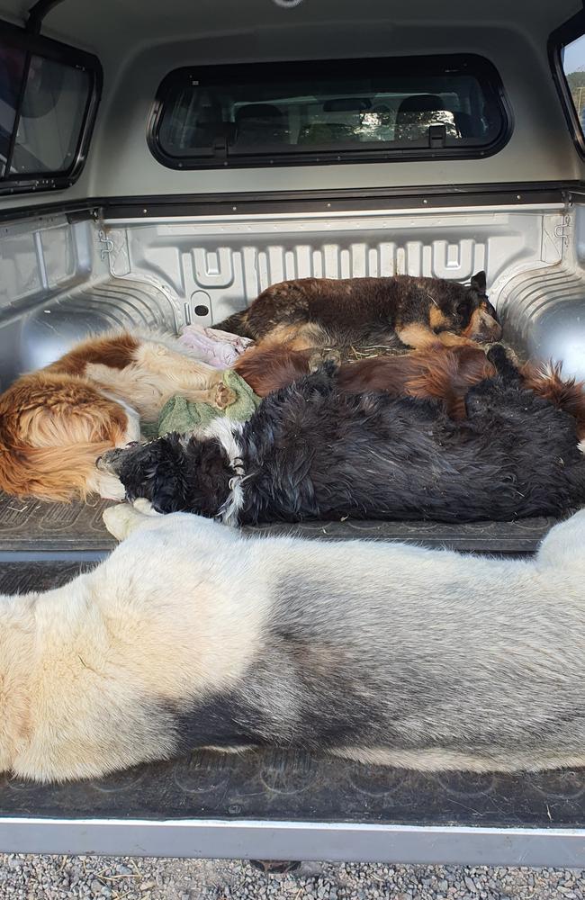 Woodford family lose five dogs in five hours to suspected 1080 baiting. Picture: Candice Gurtner