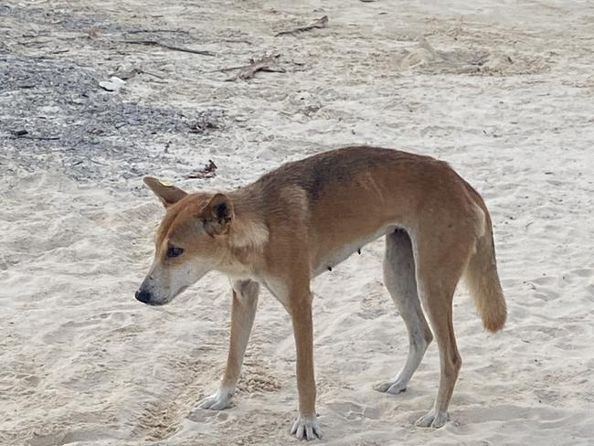 A dingo (wongari) at Eli Creek on K’gari.