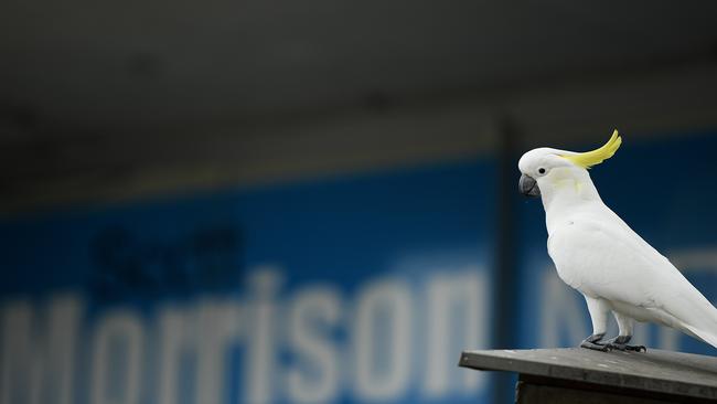 A concerned passer-by noticed a ‘bird’ in a cage hanging in a tree. Picture: NCA NewsWire/Joel Carrett