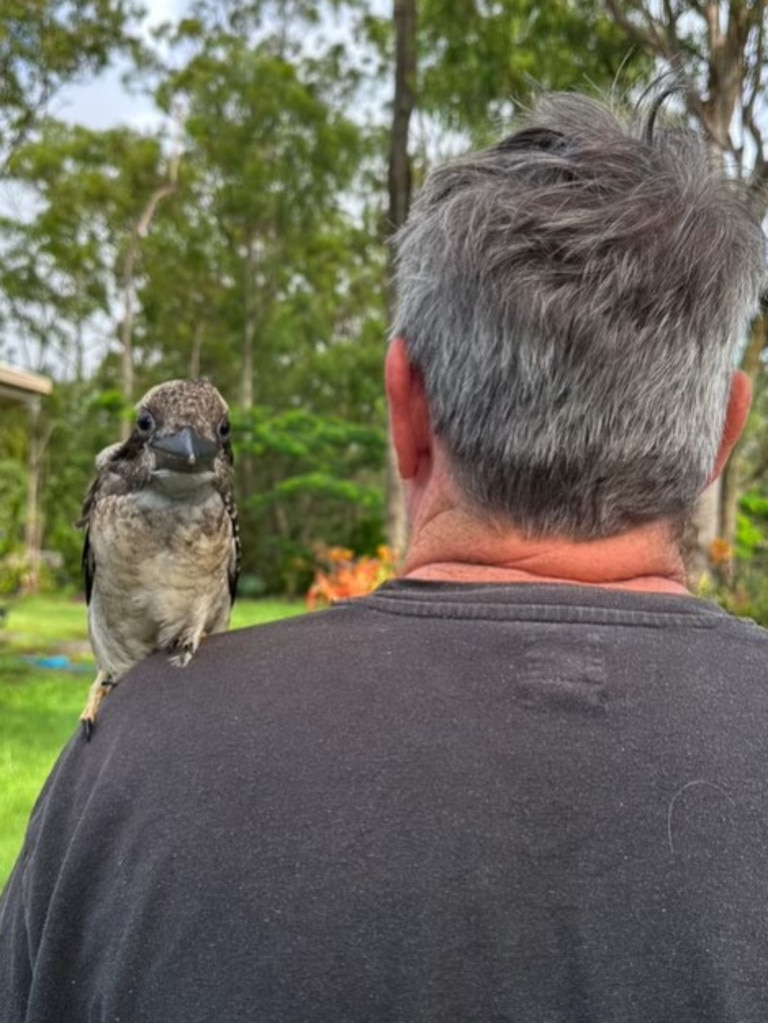 Charlie the kookaburra was found unable to fly after wild weather and was rehabilitated by the family with the help of wildlife carers. Picture: Peggyandmolly/ Facebook