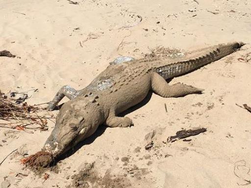 A dead crocodile seen at Lucinda. Photo: Nick Dametto/Facebook