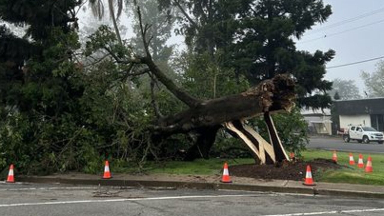 A mature flame tree was ripped from the ground at Memorial Park in the severe storm that struck about 5.30pm Thursday October 27.