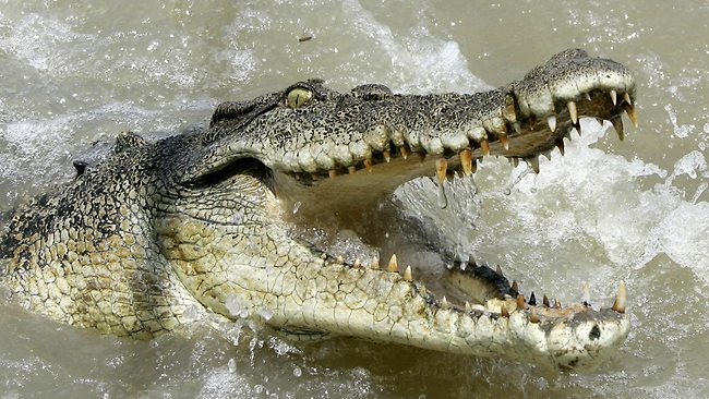 Half Eaten Remains Of Sorbelo Sajona Found At Saltwater Crocodile Farm News Com Au Australia S Leading News Site