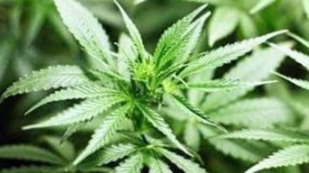 PERSONAL USE: An elderly man who self-medicated using cannabis decided to grow his own crop as he didn’t want to associate with drug dealers. Picture: File
