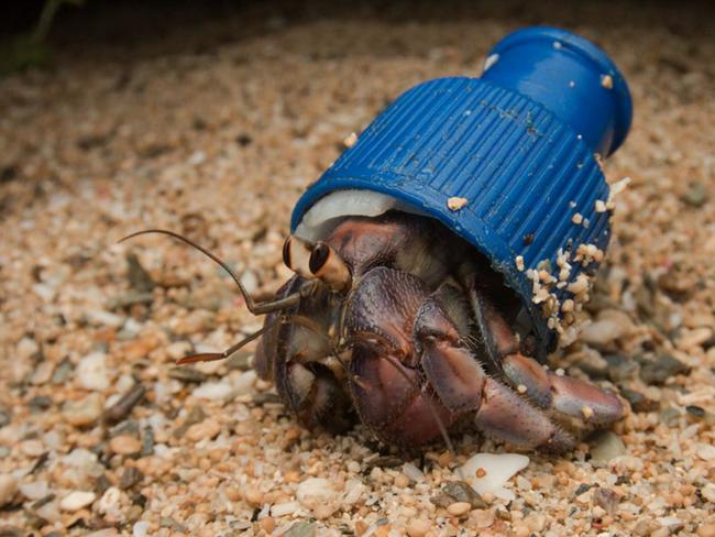 Crabs living in trash | Daily Telegraph