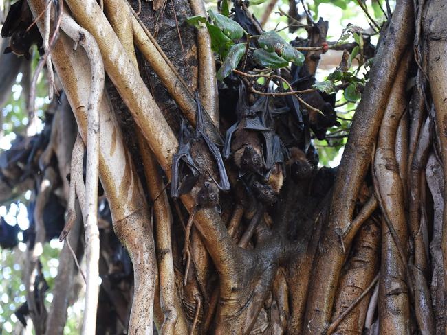 The deadly virus is mainly carried by fruit bats. Picture: AFP