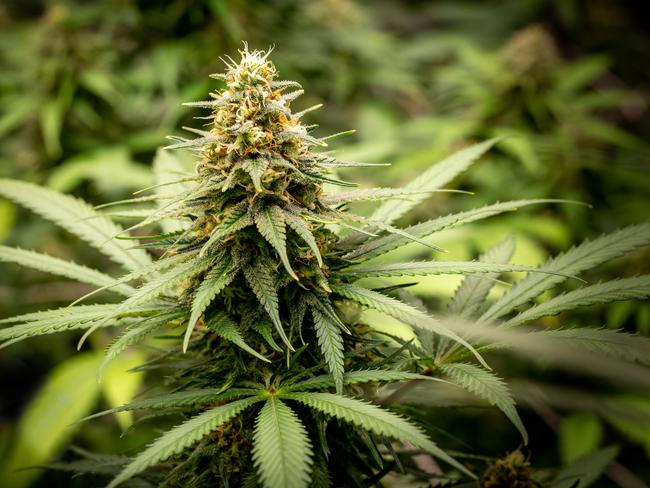 Close-up of a cannabis flower grown for medicinal.