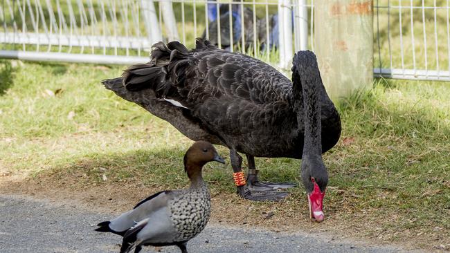 Max the swan at Black Swan Lake in Bundall. Picture: Jerad Williams