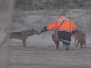 ‘Dangerous decision’: Man fined thousands for feeding dingoes