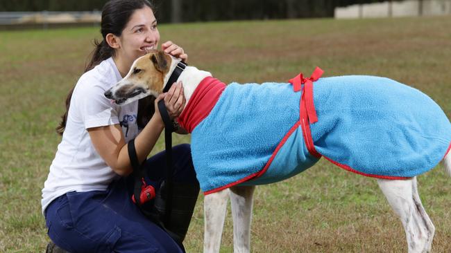 The Greyhound rescue centre at Rouse Hill say they will be overwhelmed by more requests after the proposed ban on racing. Here, volunteer Stephanie D'Souza with one of the dogs, Johnny, who needs a new home. Picture: Peter Kelly