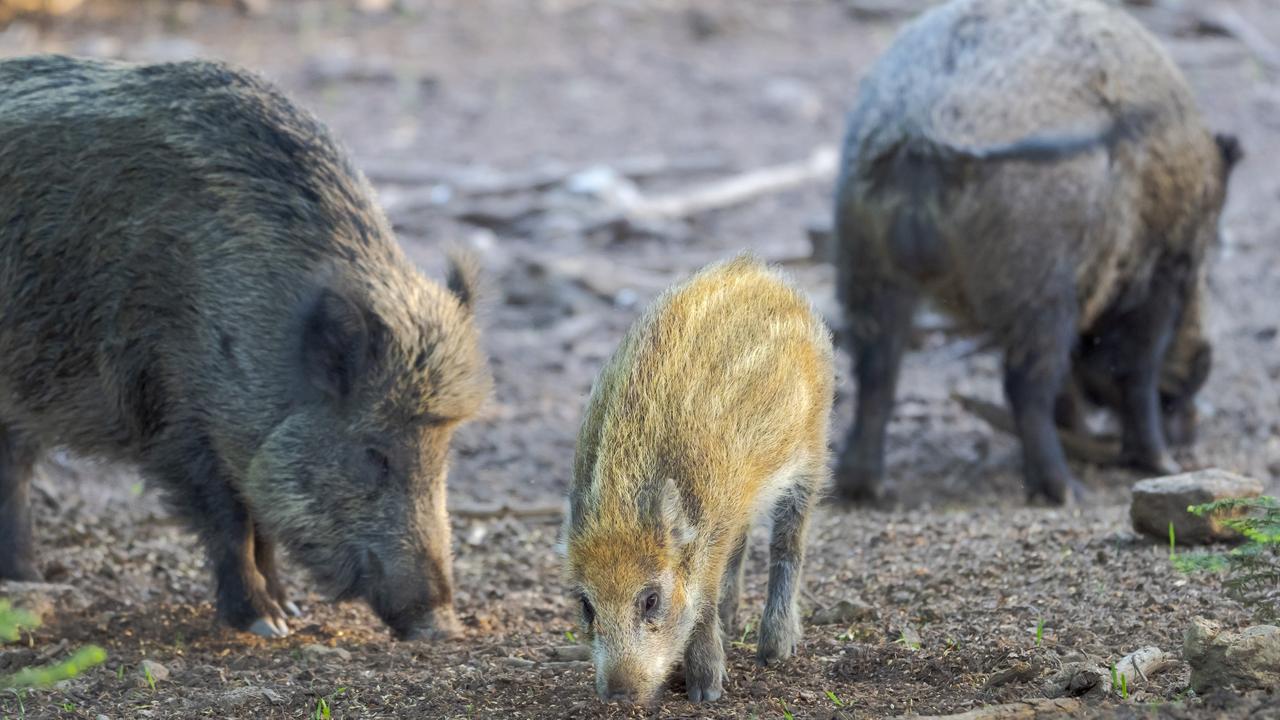 The boars have stayed stubbornly radioactive even as the radioactivity of other species has declined. Picture: Martin Zwick/REDA&amp;CO/Universal Images Group via Getty Images