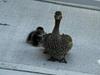 Duck deaths spark calls for ‘end’ to Sydney tunnelling works
