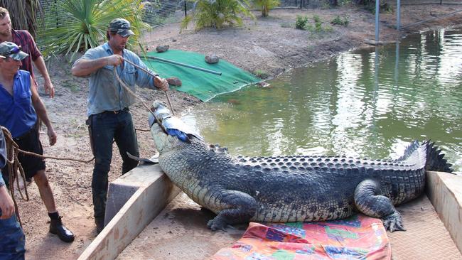 Outback Wrangler Matt Wright wrestles the huge croc. Picture: Supplied