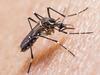 Scientists have dengue fever on the run in Cairns
