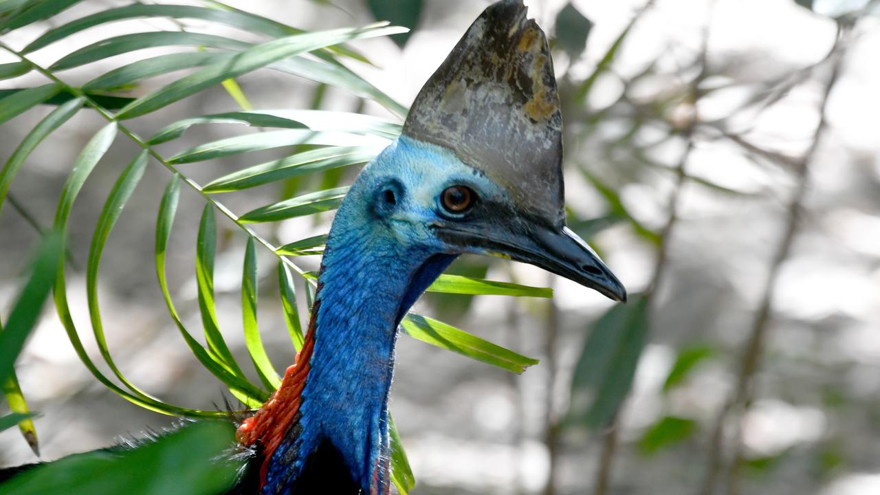 Cassowaries are good swimmers, especially when threatened. Picture: Evan Morgan