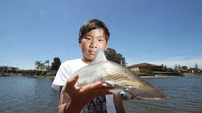 Catch of the day: Soshi Jo caught a baby Hammerhead shark while fishing in a canal at Sorrento. 