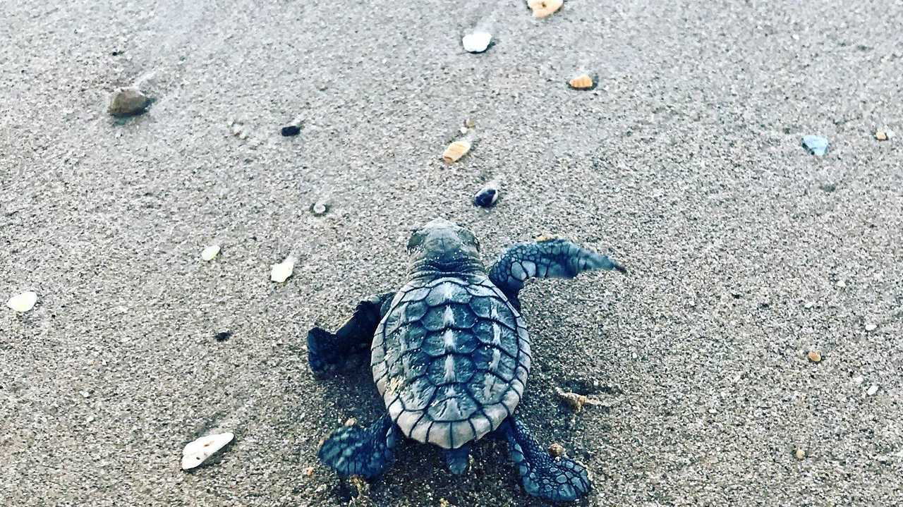 Dempsey Cracks Up Over Turtle Relocation The Courier Mail