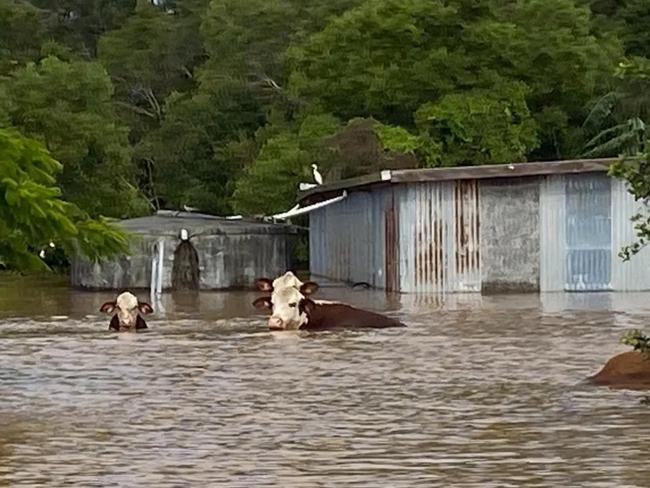 Ms Sheridan lost about 10 cattle to the floods.